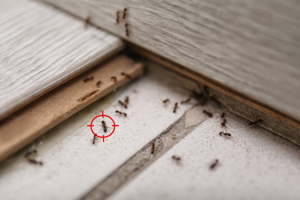  Ledbetter, KY Pest Control Pros